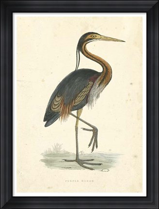 Framed Vintage Purple Heron Print
