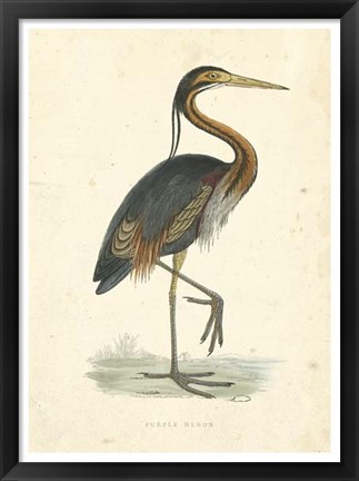 Framed Vintage Purple Heron Print