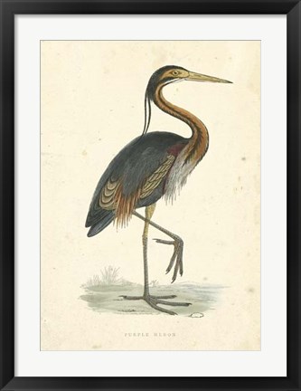 Framed Vintage Purple Heron Print