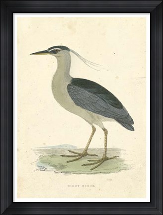 Framed Vintage Night Heron Print