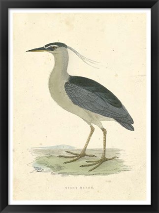 Framed Vintage Night Heron Print