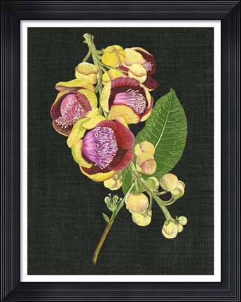 Framed Couroupita Guianensis I Print