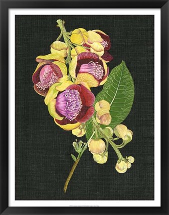 Framed Couroupita Guianensis I Print
