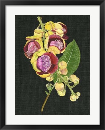 Framed Couroupita Guianensis I Print