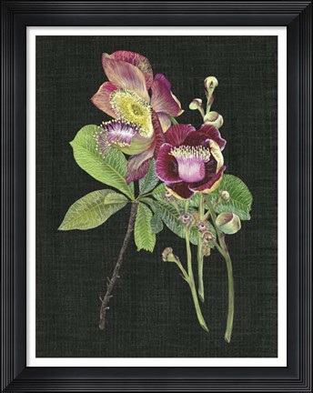 Framed Couroupita Guianensis II Print