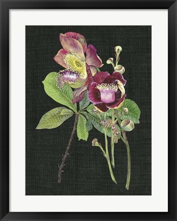 Framed Couroupita Guianensis II Print