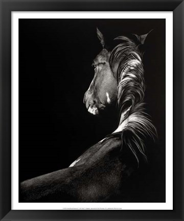 Framed Scratchboard Sunstruck Print