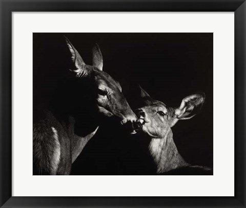 Framed Scratchboard Mother Love #2 Print