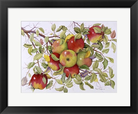 Framed Apples Print