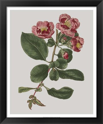 Framed Floral Gems I Print