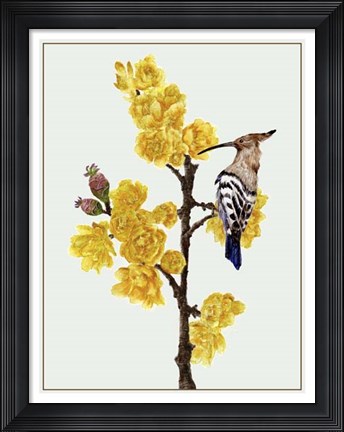 Framed Chimonanthus Praecox II Print