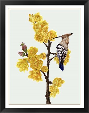 Framed Chimonanthus Praecox II Print