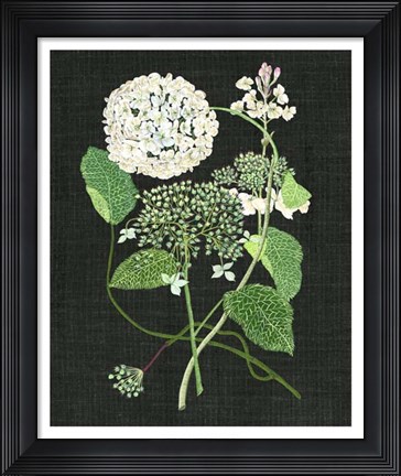 Framed White Hydrangea Study I Print