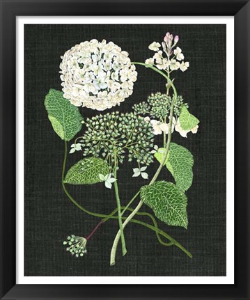 Framed White Hydrangea Study I Print