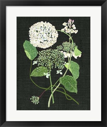 Framed White Hydrangea Study I Print