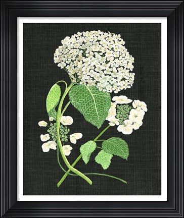 Framed White Hydrangea Study II Print
