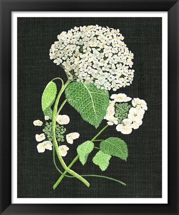 Framed White Hydrangea Study II Print