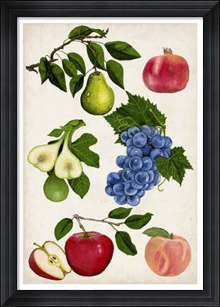 Framed Fruit Collection I Print