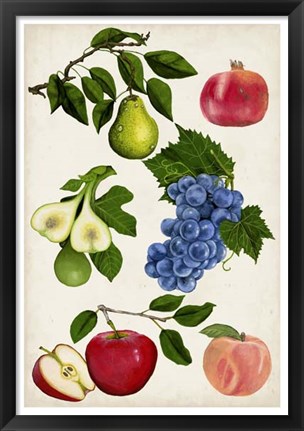 Framed Fruit Collection I Print