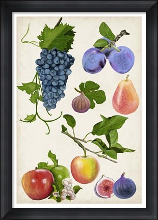 Framed Fruit Collection II Print