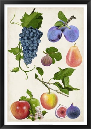 Framed Fruit Collection II Print