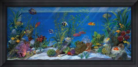 Framed Acquario Print