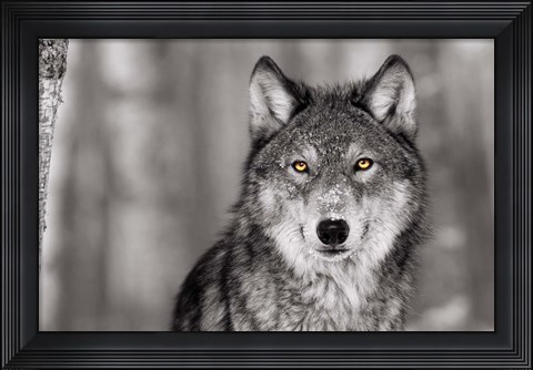 Framed Pop of Color Wolf Print