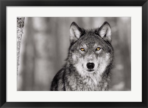 Framed Pop of Color Wolf Print