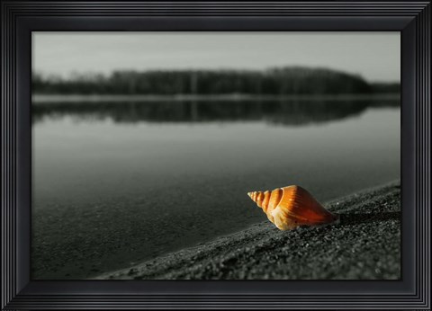 Framed Pop of Color Orange Shell Print