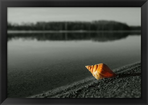 Framed Pop of Color Orange Shell Print