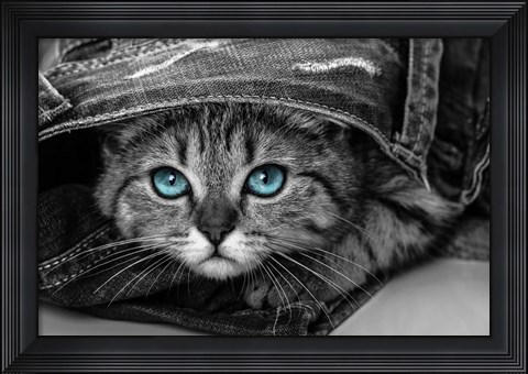 Framed Pop of Color Kitten Print
