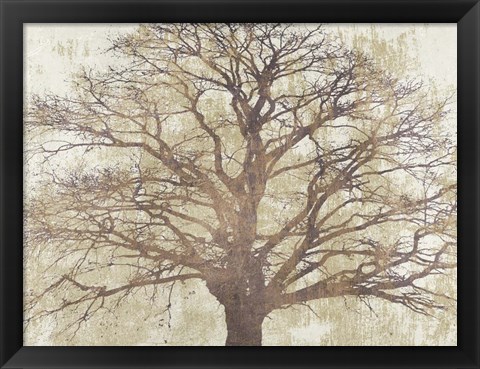 Framed Sacred Oak Print