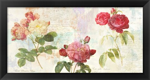 Framed Redoute&#39;s Roses 2.0 Print