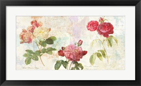 Framed Redoute&#39;s Roses 2.0 Print