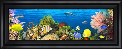 Framed Life in the Coral Reef, Maldives Print