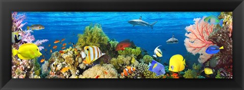 Framed Life in the Coral Reef, Maldives Print