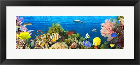 Framed Life in the Coral Reef, Maldives Print