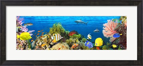 Framed Life in the Coral Reef, Maldives Print