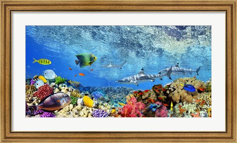 Framed Reef Sharks and fish, Indian Sea Print