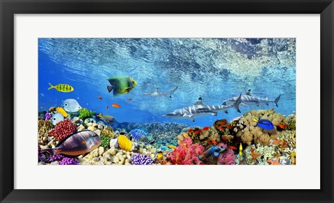 Framed Reef Sharks and fish, Indian Sea Print