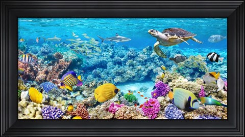 Framed Sea Turtle and fish, Maldivian Coral Reef Print