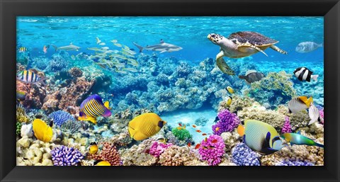 Framed Sea Turtle and fish, Maldivian Coral Reef Print