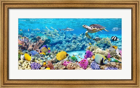 Framed Sea Turtle and fish, Maldivian Coral Reef Print