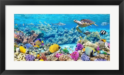 Framed Sea Turtle and fish, Maldivian Coral Reef Print