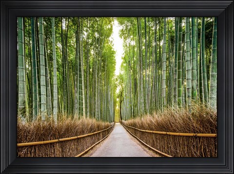 Framed Bamboo Forest, Kyoto, Japan Print