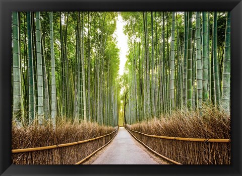 Framed Bamboo Forest, Kyoto, Japan Print