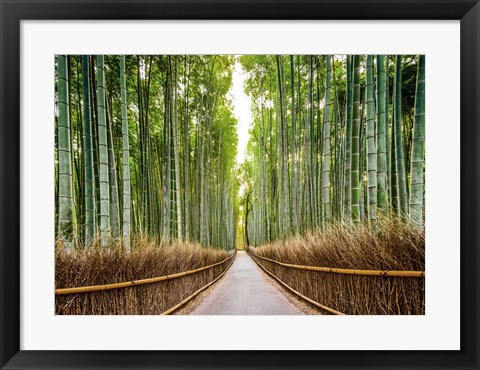 Framed Bamboo Forest, Kyoto, Japan Print