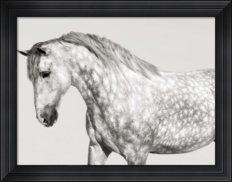 Framed Leia, Andalusian Pony Print