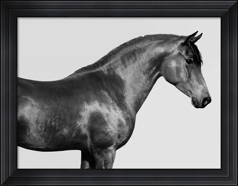 Framed Orpheus, Arab Horse Print
