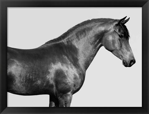 Framed Orpheus, Arab Horse Print